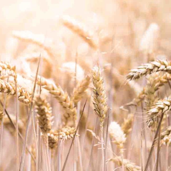 The Wheat Run: The Indian Response